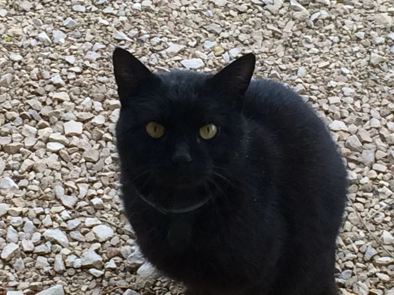 Chat trouvé