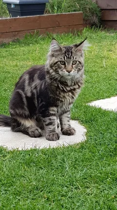 Chat perdu : Maine Coon (Obi)