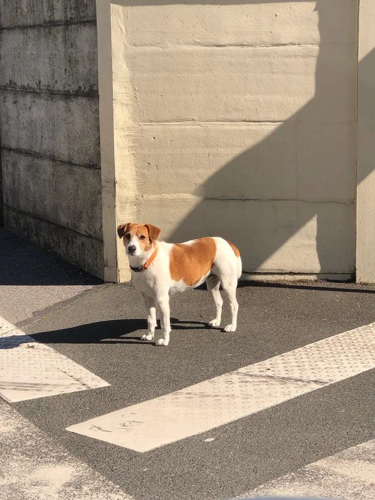 Chien trouvé