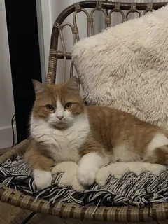 Chat perdu Européen