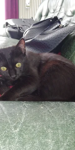 Chat perdu : Bombay (Onix bebe)