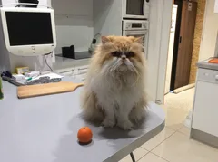 Chat perdu : Persan (Inzo)