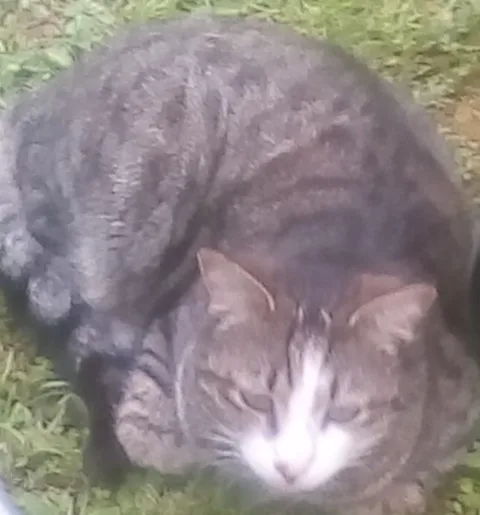 Chat trouvé