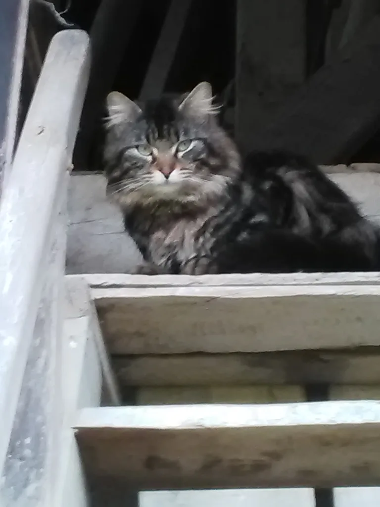 Chat trouvé