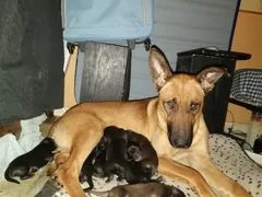 Chien perdu Berger Allemand