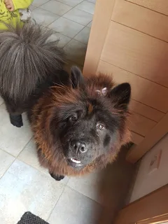 Chien perdu Chow Chow
