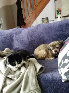 Chien perdu Croisé