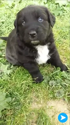Chien perdu Labrador-Retriever