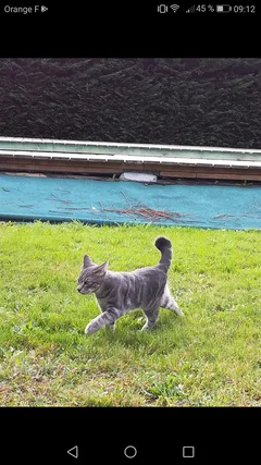Chat perdu Européen