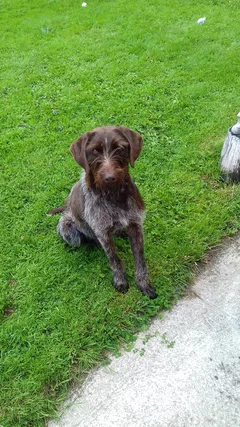 Chien trouvé Griffon Korthals
