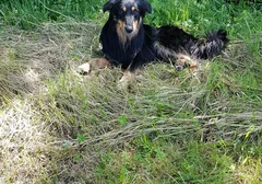 Chien trouvé Berger Australien