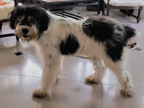 Chien trouvé