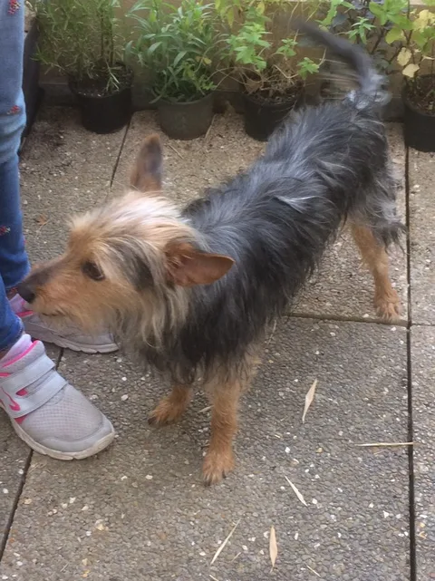 Chien trouvé