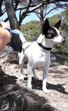 Chien perdu Jack-Russell-Terrier