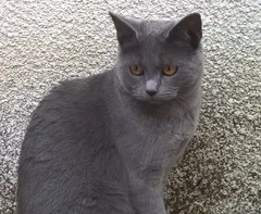 Chat perdu Chartreux