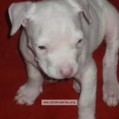 Chien trouvé American-Staffordshire-Terrier