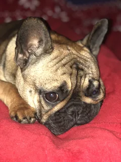 Chien perdu Bouledogue Français