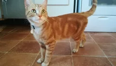 Chat perdu Européen