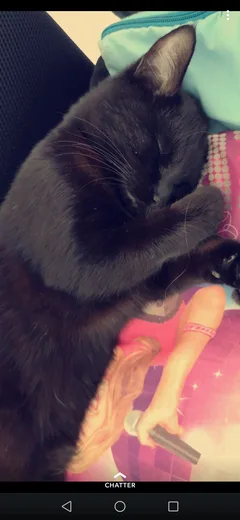 Chat perdu Croisé