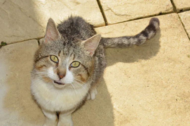 Chat trouvé
