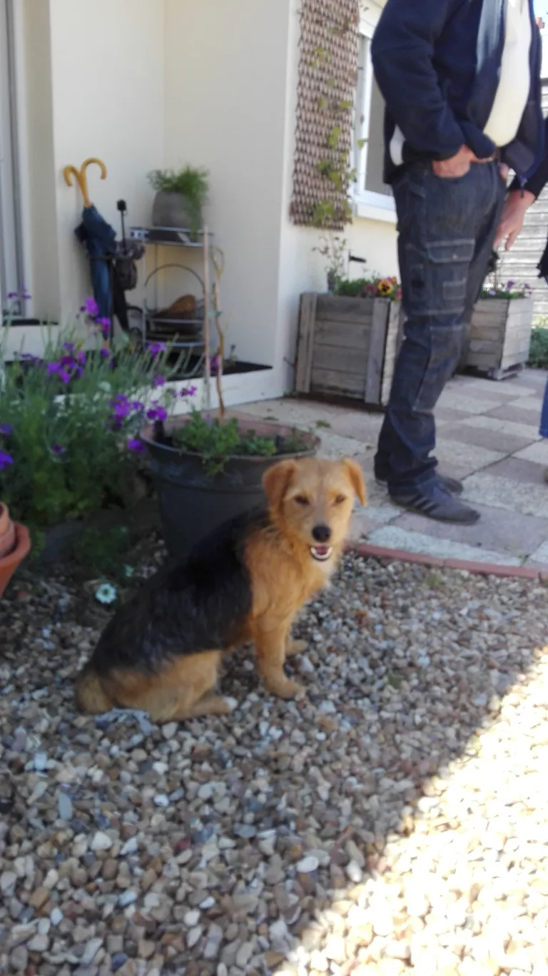 Chien trouvé