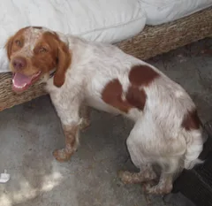 Chien perdu Epagneul Breton
