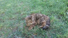 Chat trouvé Sans race particulière