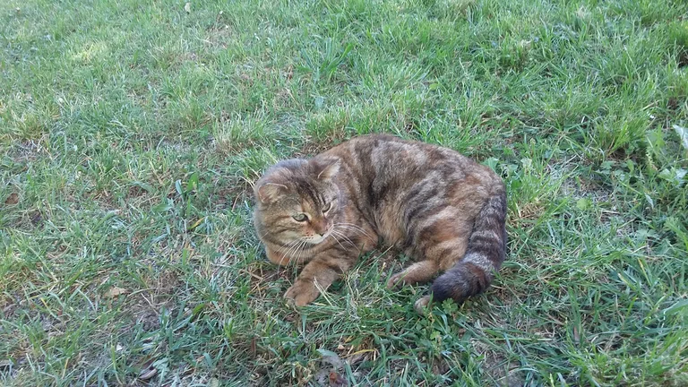 Chat trouvé