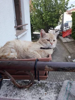 Chat perdu Européen
