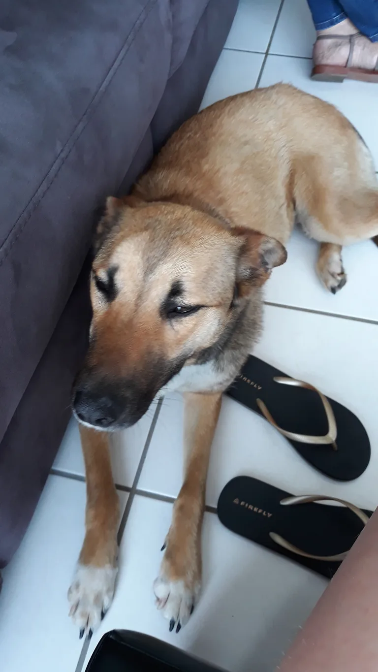 Chien trouvé