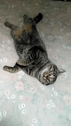 Chat perdu Sans race particulière
