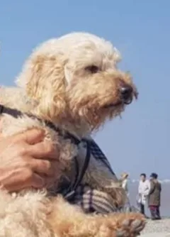 Chien perdu Caniche
