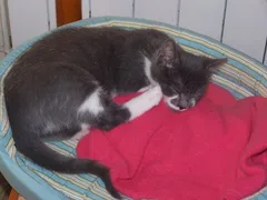 Chat perdu Européen