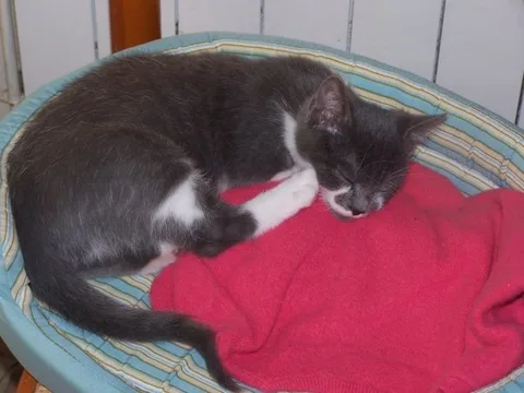 Félix
