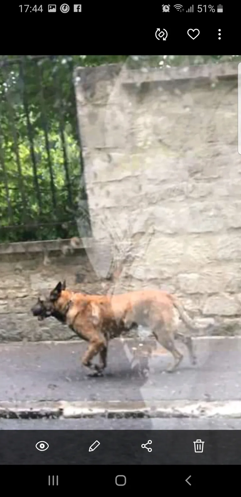 Chien trouvé
