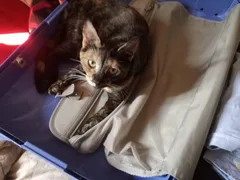 Chat perdu Européen