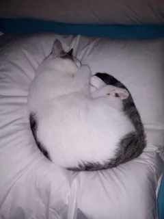 Chat perdu Européen