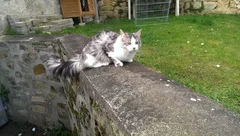 Chat perdu Maine Coon