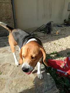 Chien trouvé Beagle