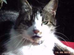 Chat perdu Sans race particulière