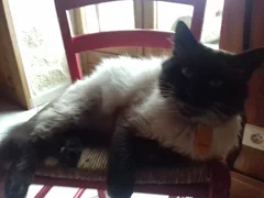 Chat perdu Sacré de Birmanie