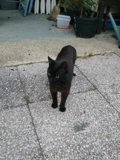 Chat trouvé Européen