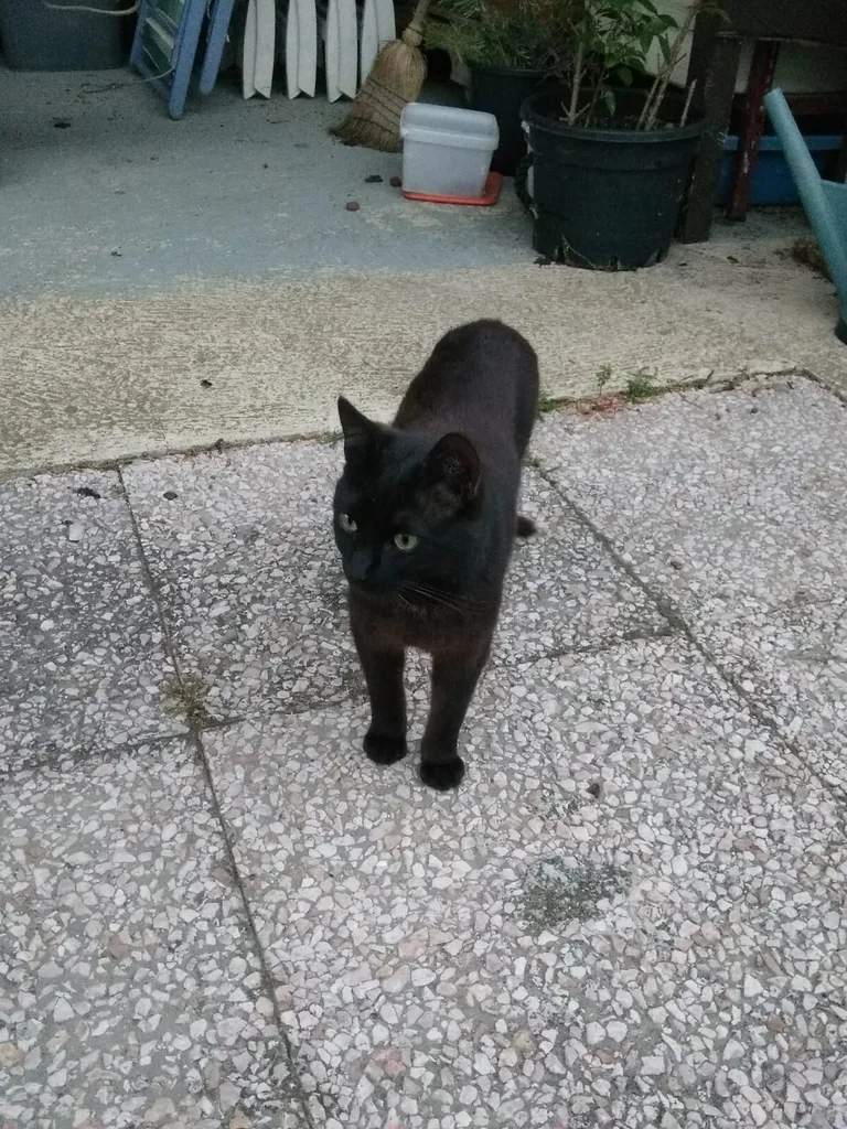 Chat trouvé