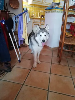 Chien perdu Alaskan Malamute