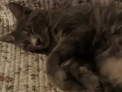 Chat perdu Européen