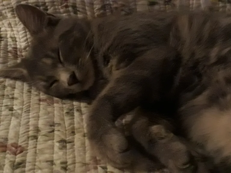 Misti