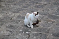 Chat trouvé Européen