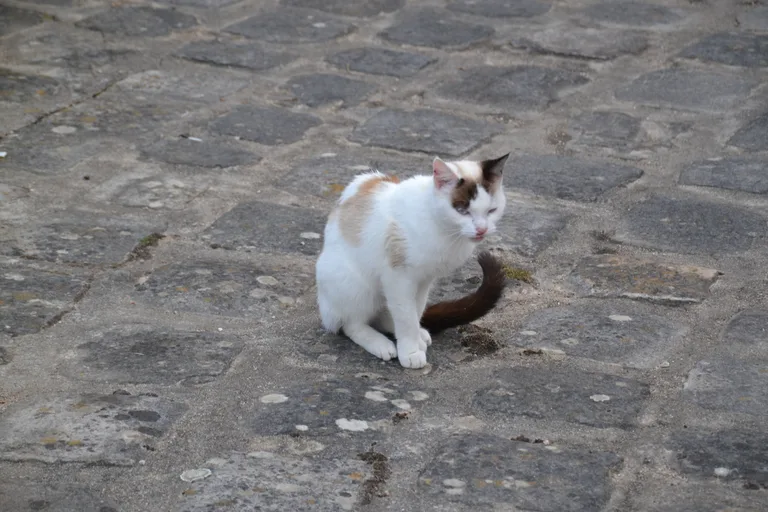 Chat trouvé