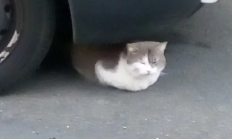 Chat trouvé