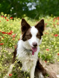 Chien perdu Border Collie
